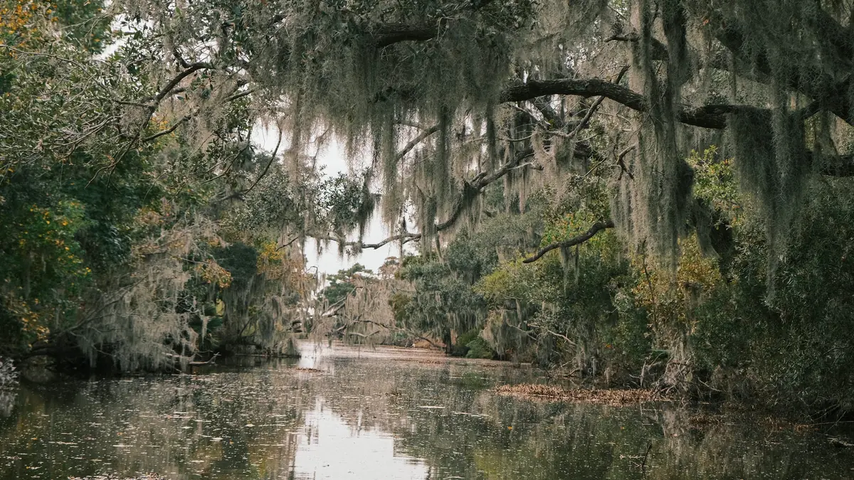 Louisiana bayou landscape with Spanish moss draped over cypress trees along still water.